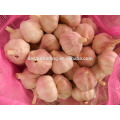 Fresh red garlic in China with bag package